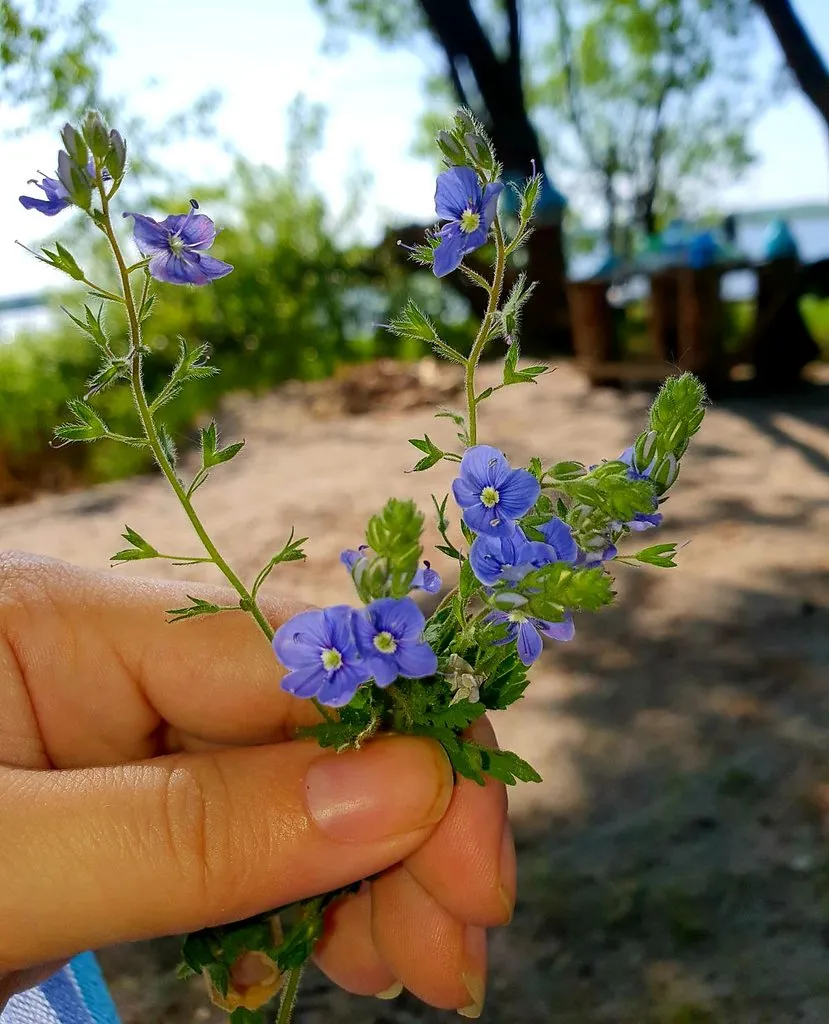 Чайная беседка