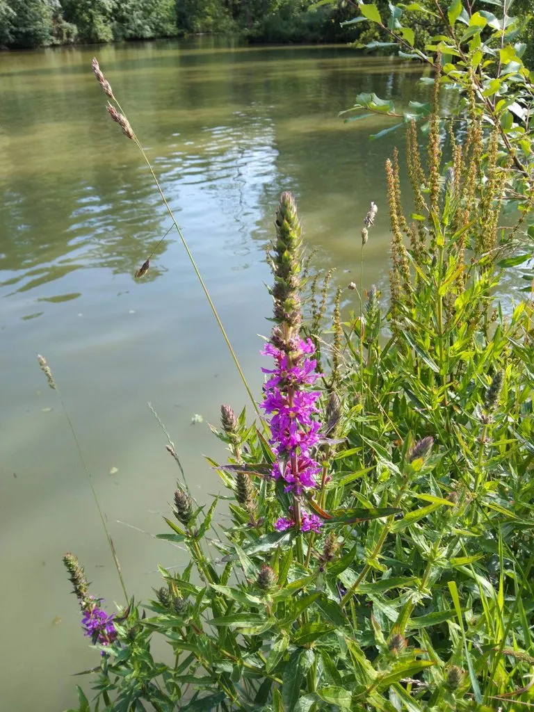 Чайная беседка