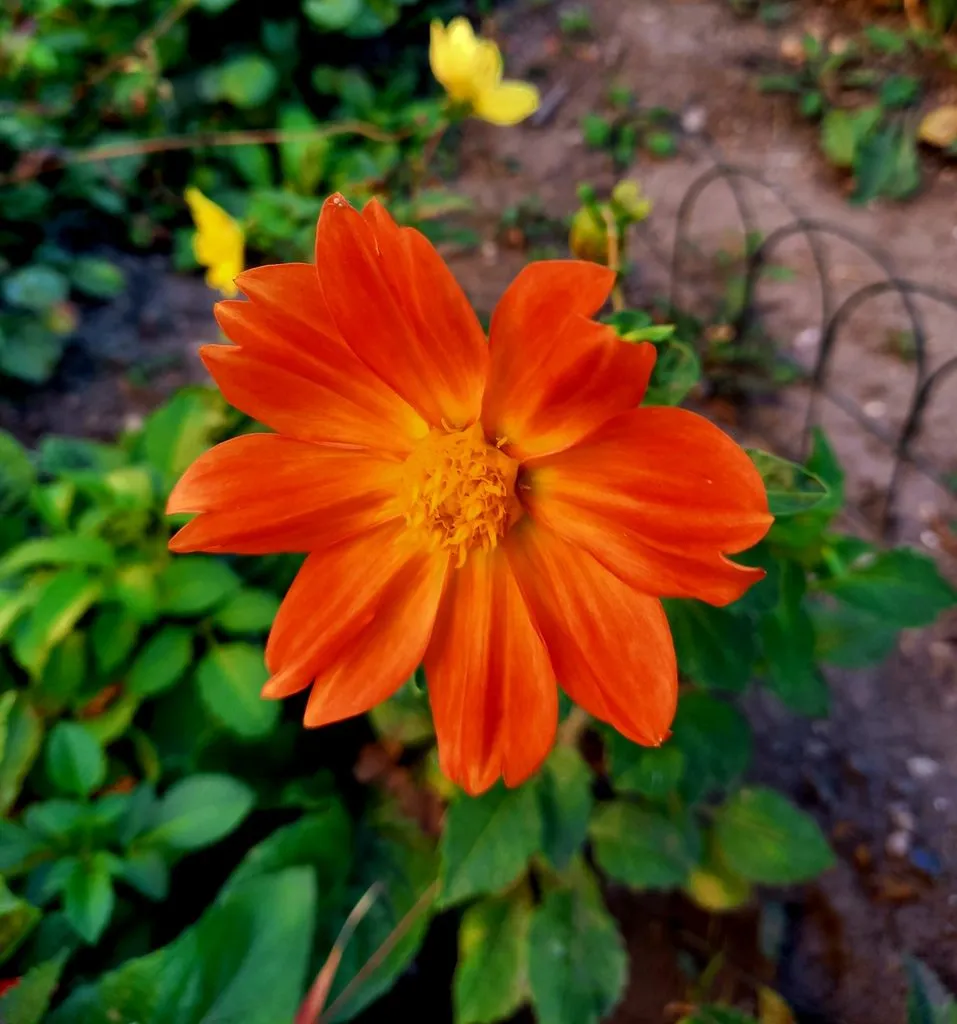 Чайная беседка