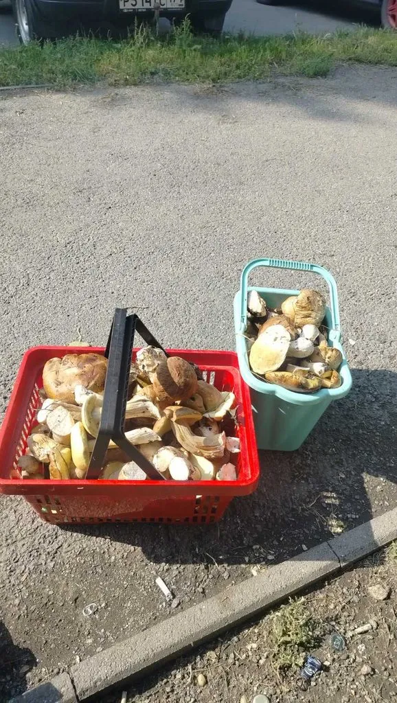 Чайная беседка