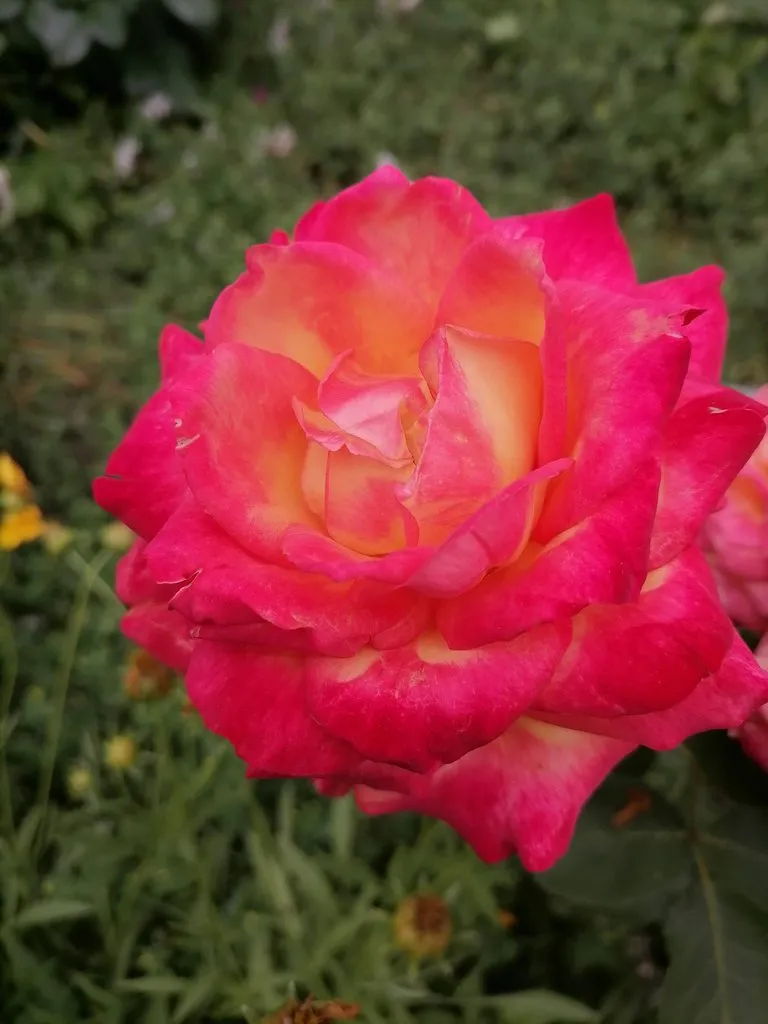 Чайная беседка