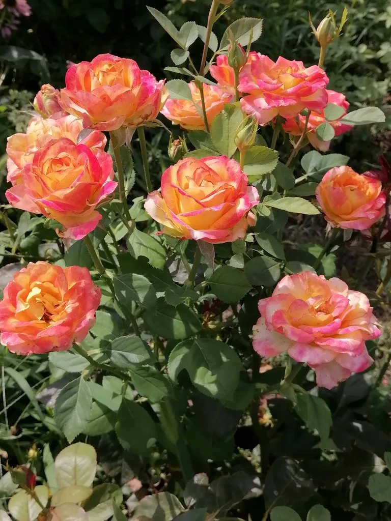 Чайная беседка