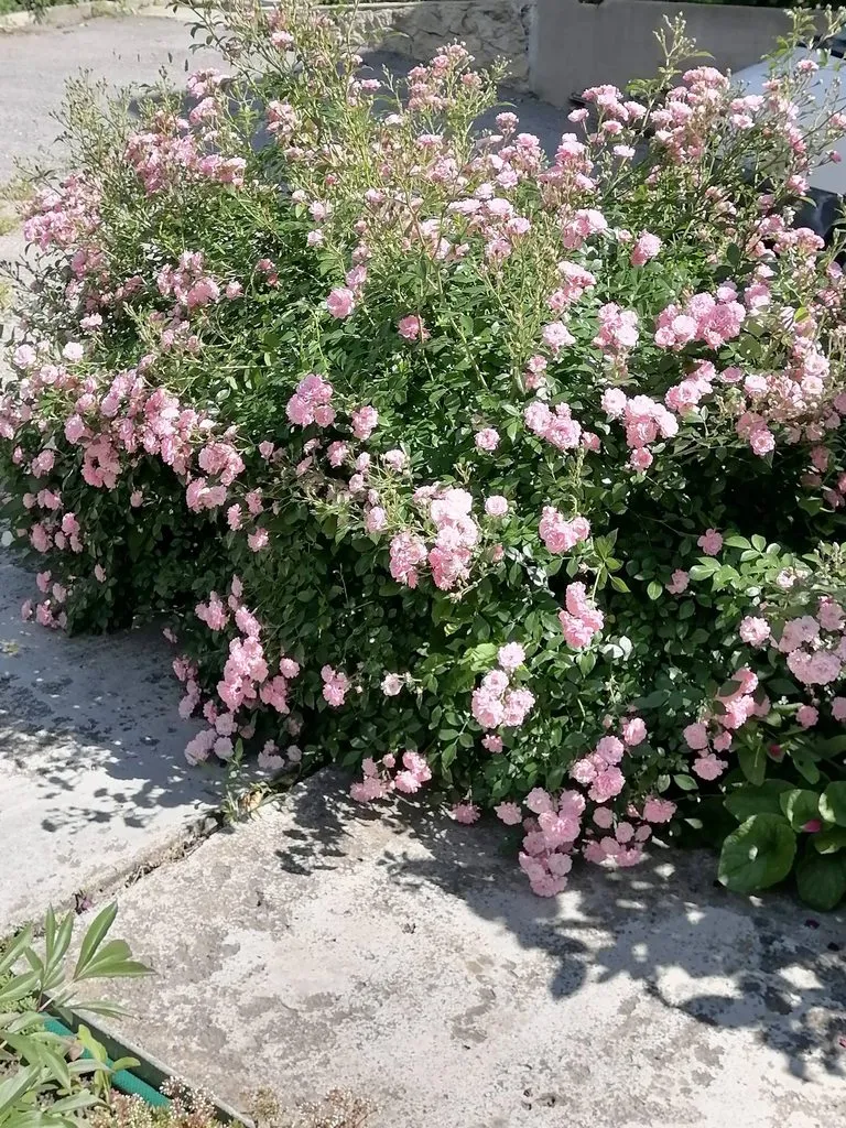 Чайная беседка