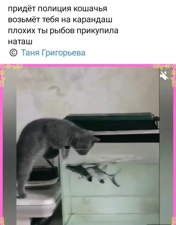 Кошичкина полиция