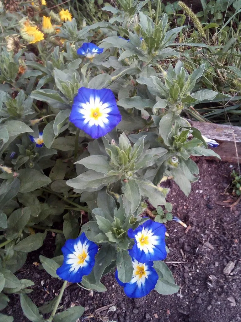 Чайная беседка