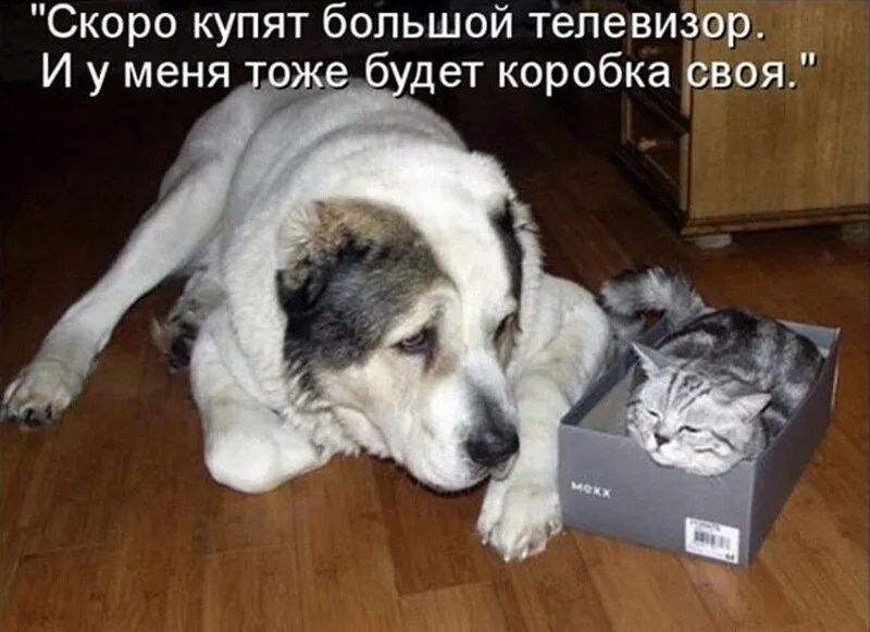 Кошичкина полиция
