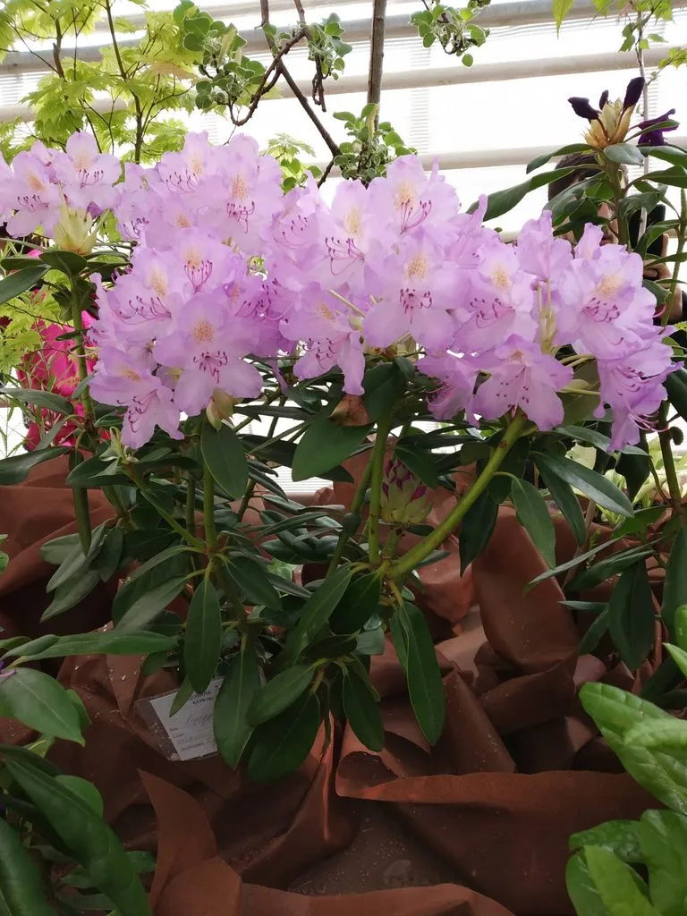 Кафе «У пани Сони»