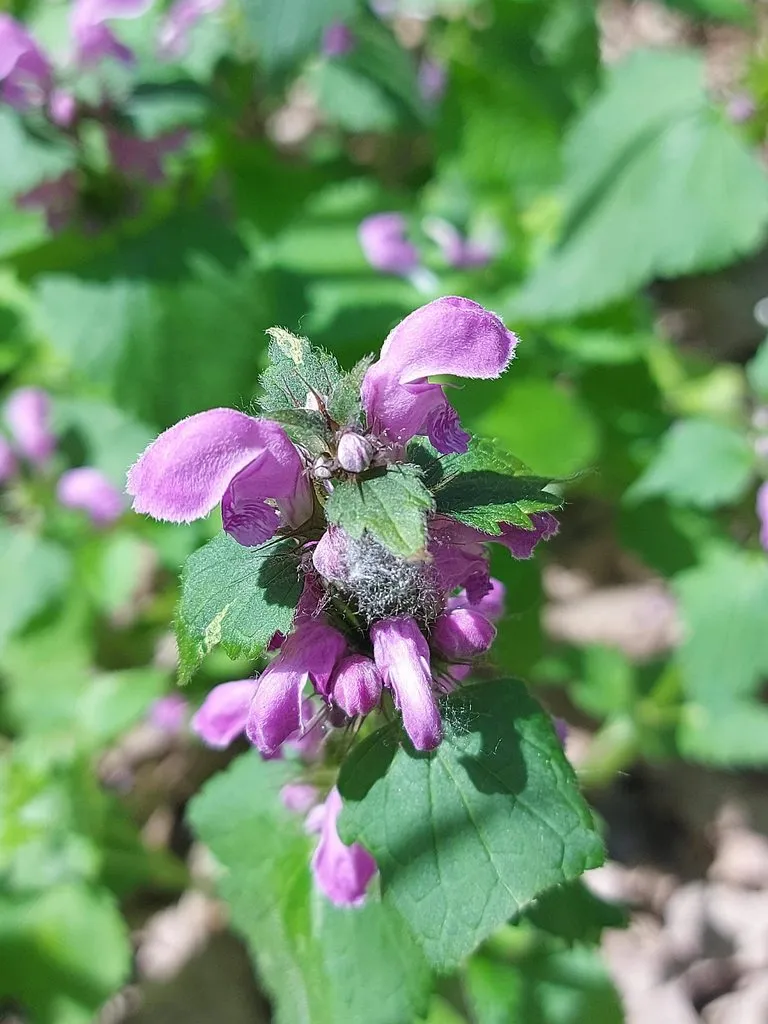 Чайная беседка