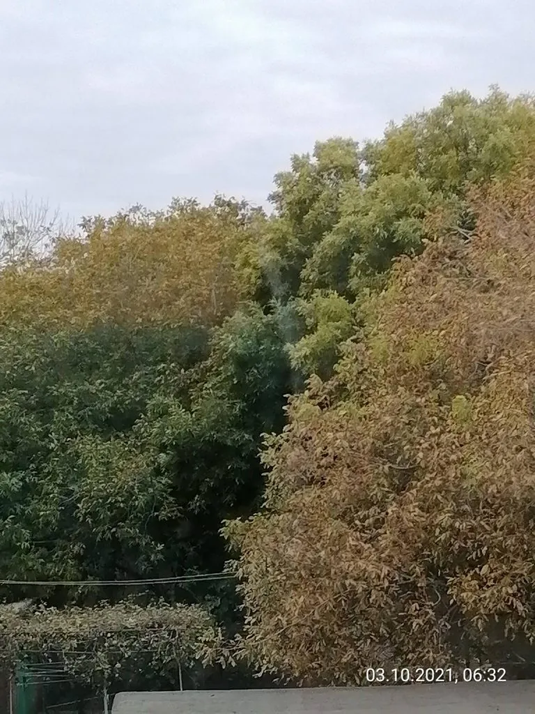 Чайная беседка