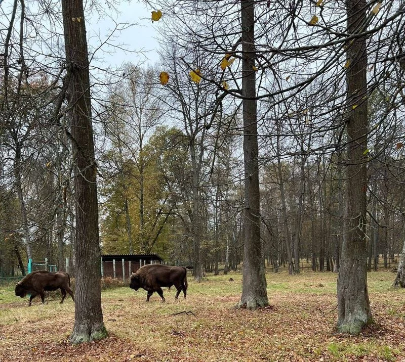 Чайная беседка