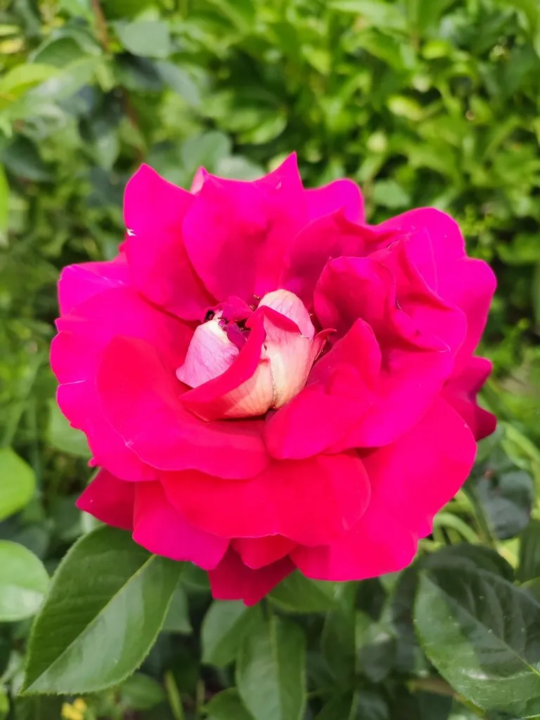 Флора