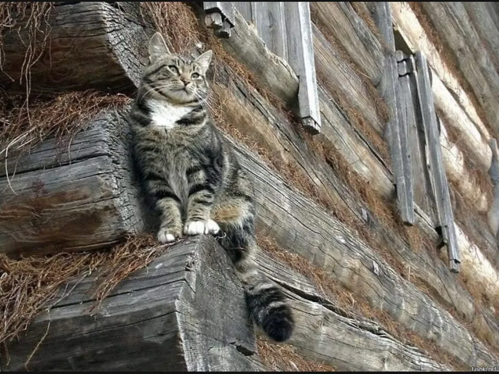 Позитивчик (фото, видео, рассказы для хорошего настроения)