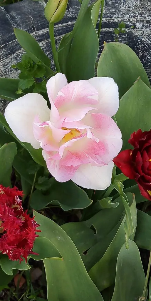 Чайная беседка