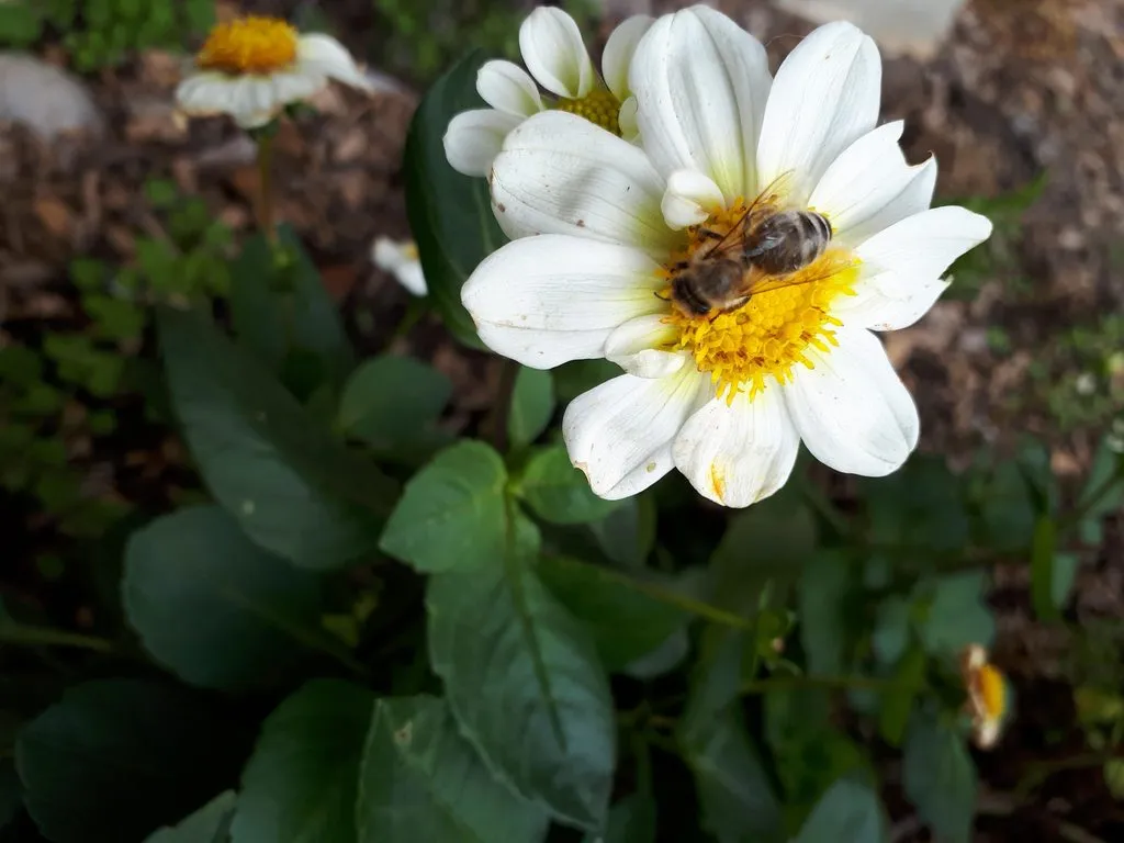 Чайная беседка