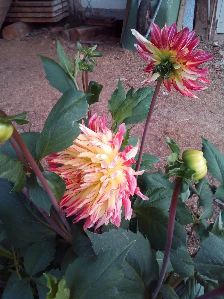 Чайная беседка