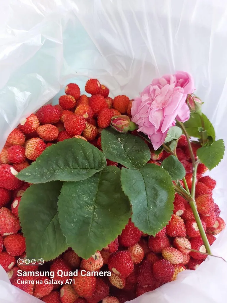 Чайная беседка