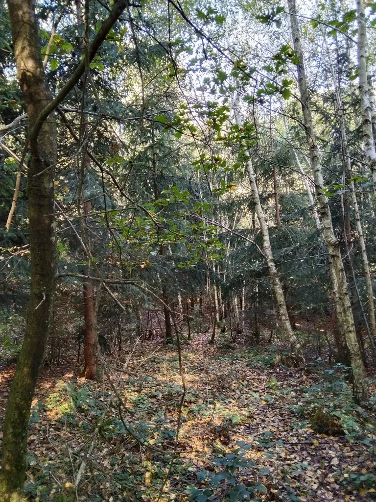 Чайная беседка