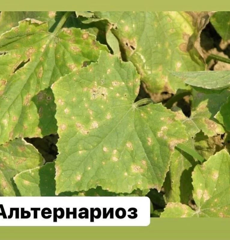 Сажаем, растим, собираем урожай…