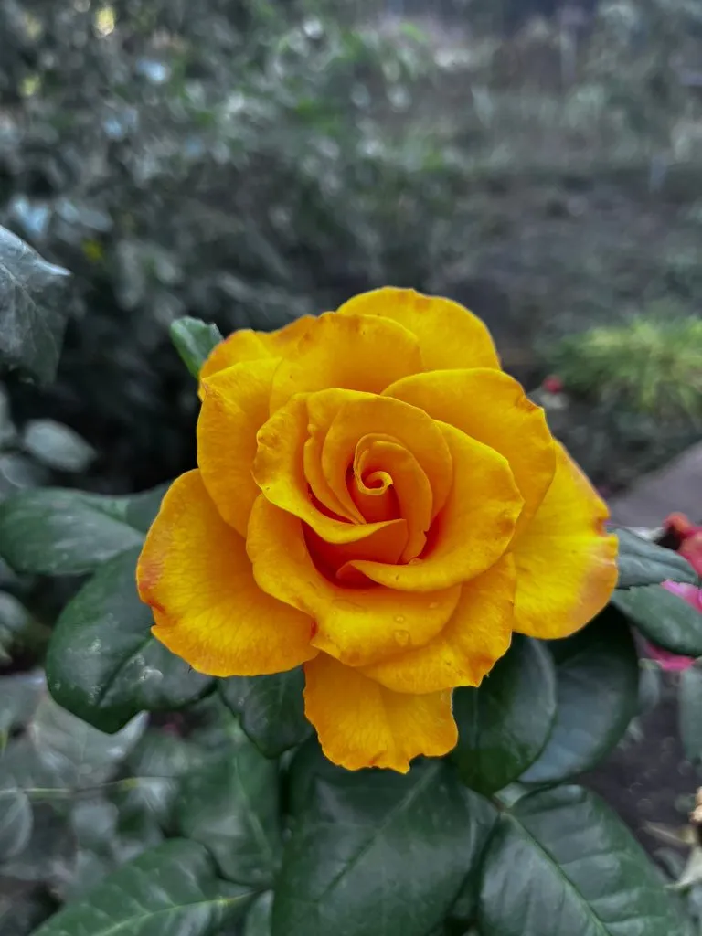 Чайная беседка