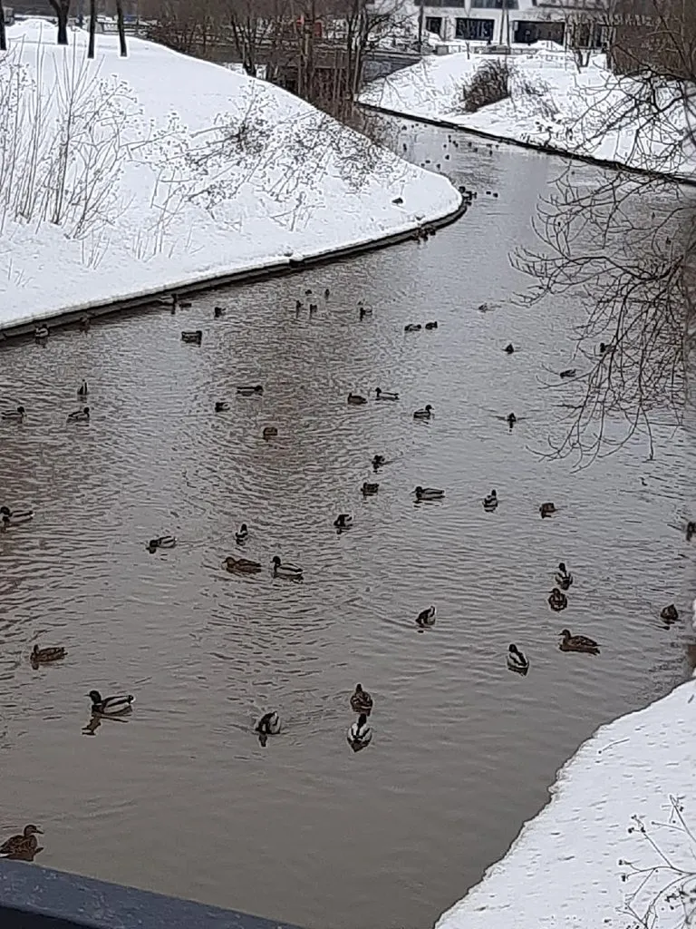 Кафе «У пани Сони»