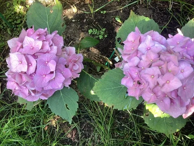 Флора