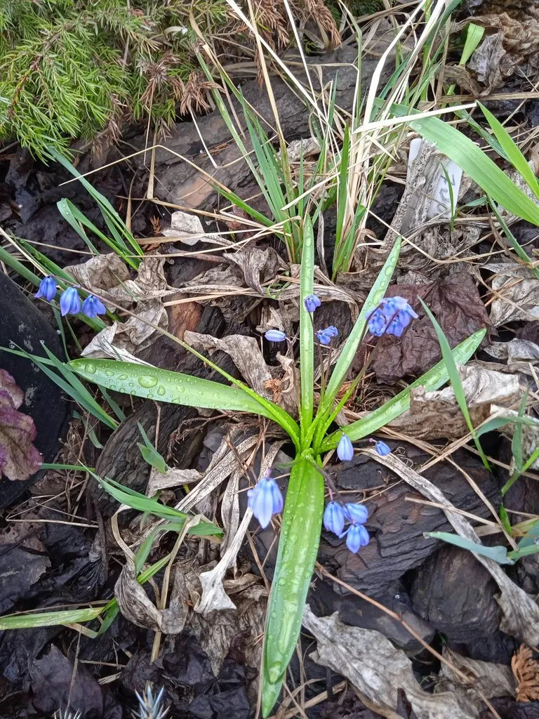 Чайная беседка