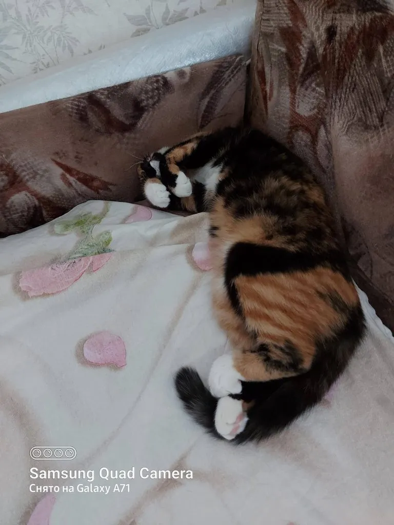 Tapтaлeтки & Ко
