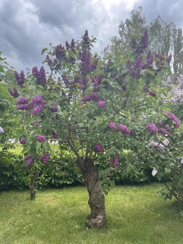 Чайная беседка