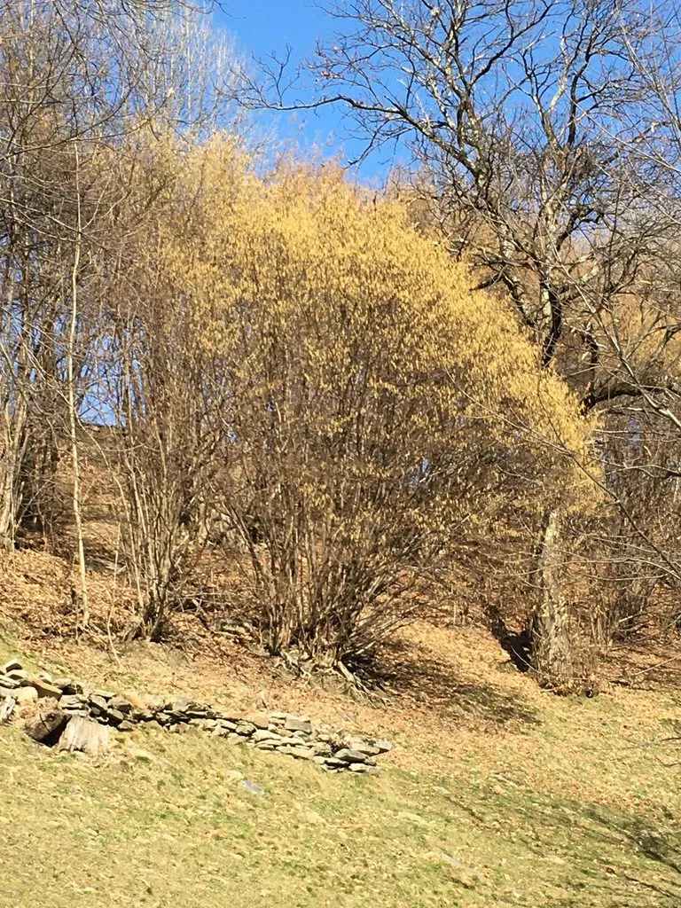 Чайная беседка