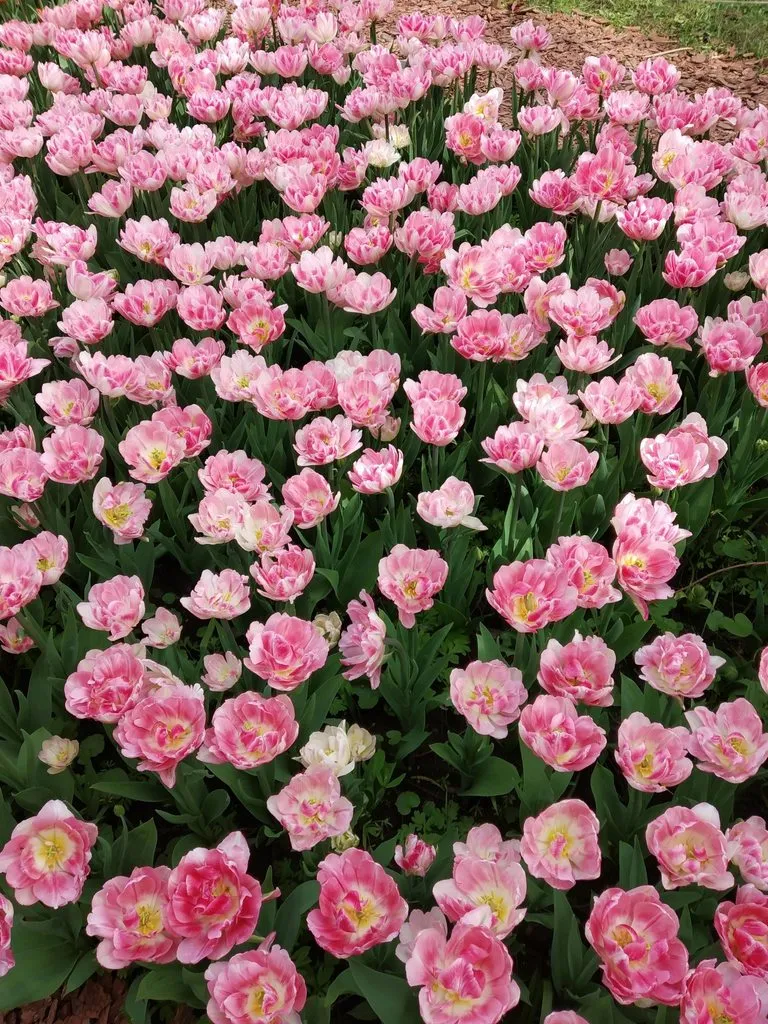 Чайная беседка