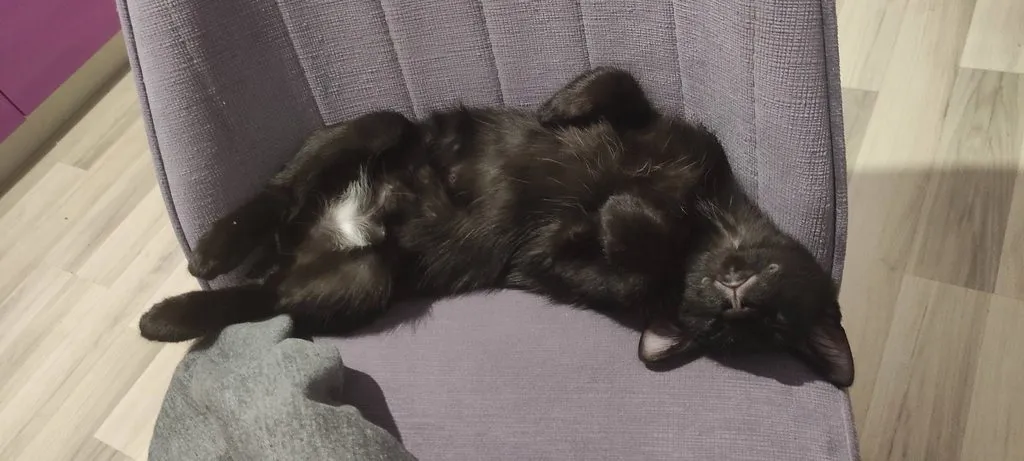 Tapтaлeтки & Ко