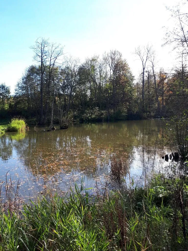 Чайная беседка