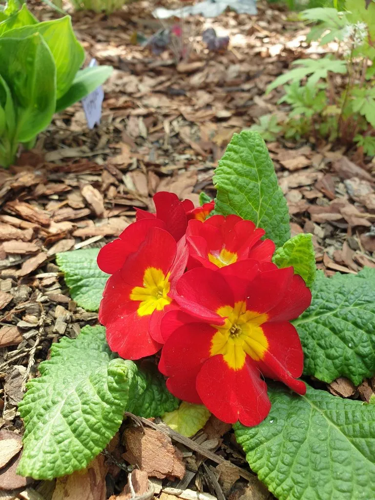 Чайная беседка