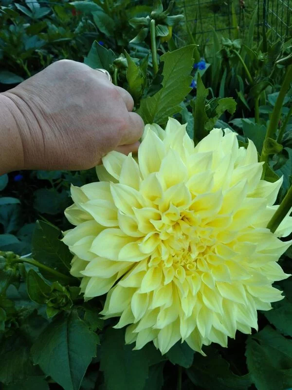 Чайная беседка