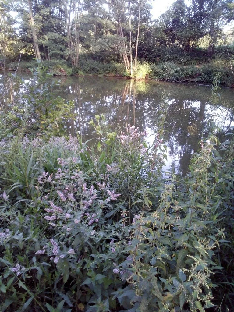 Чайная беседка