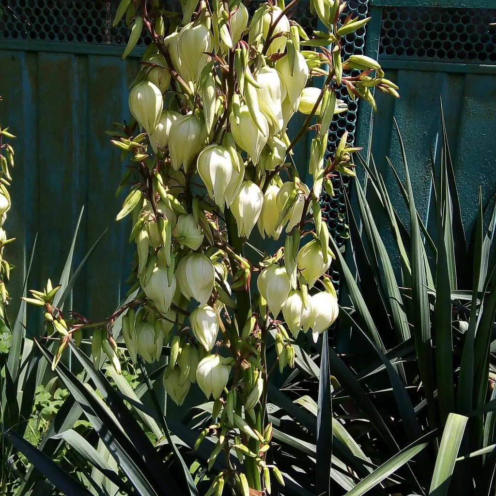 Чайная беседка