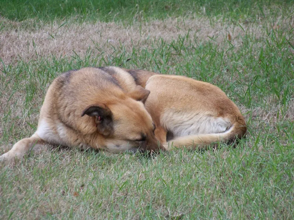 Чайная беседка