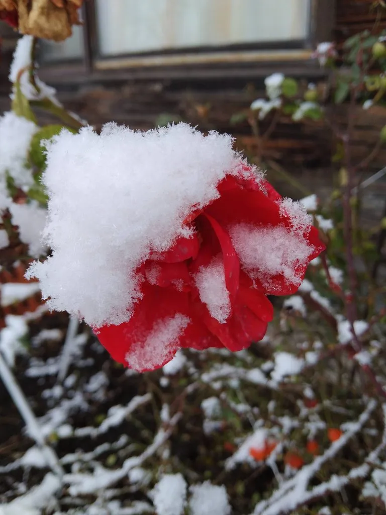 Чайная беседка