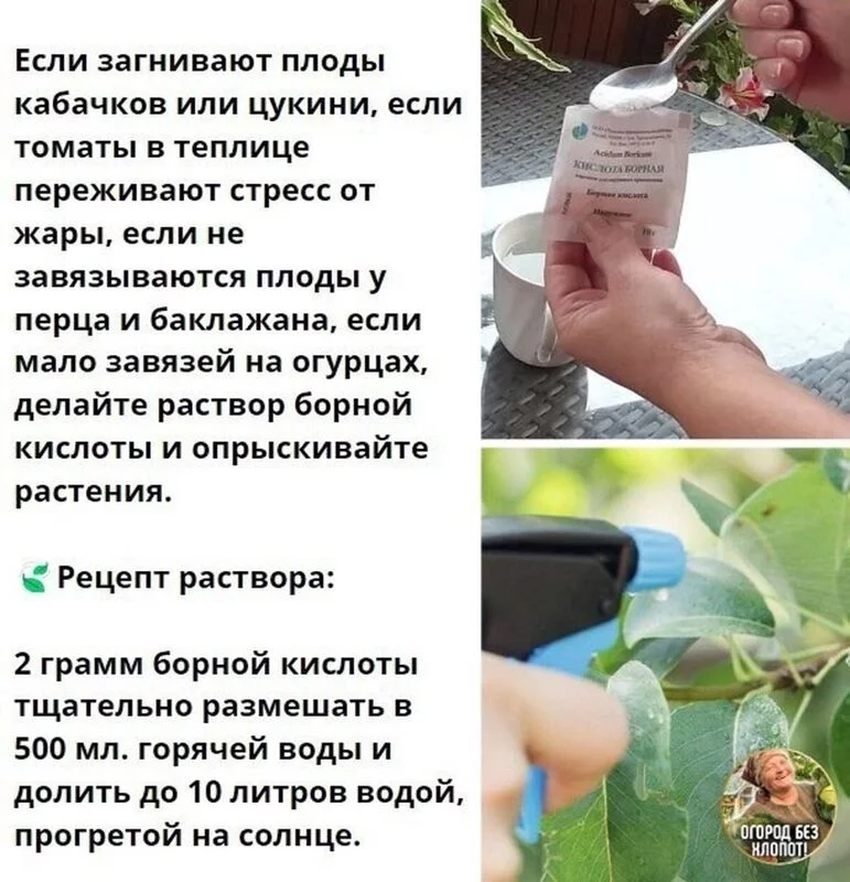 Садово-огородная  инфографика