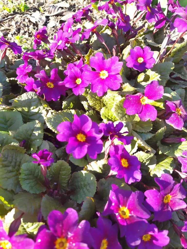 Чайная беседка