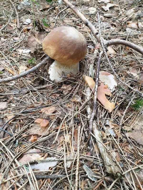 По грибы с лукошком