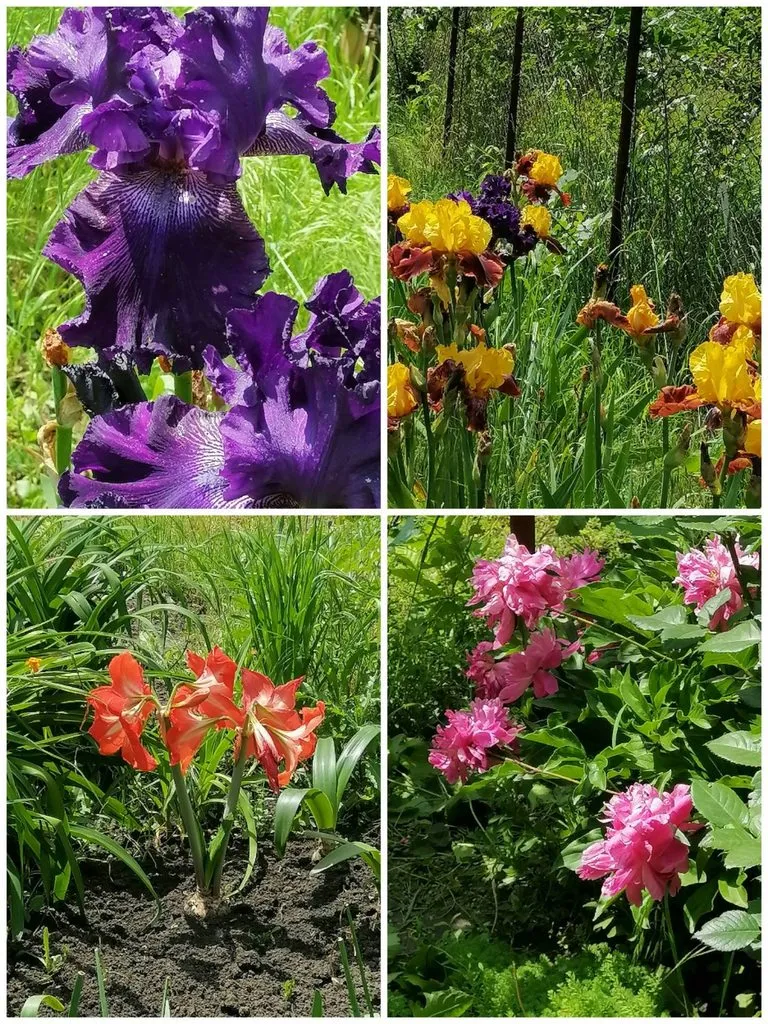 Чайная беседка