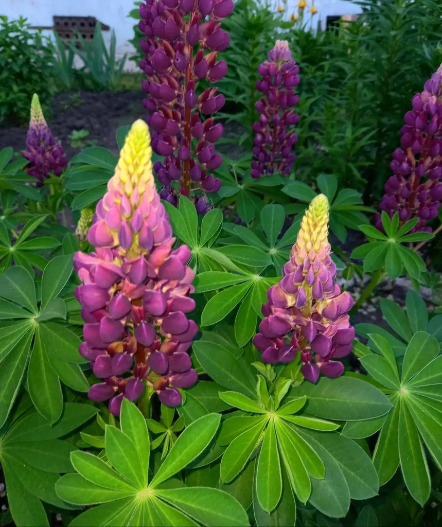 Чайная беседка