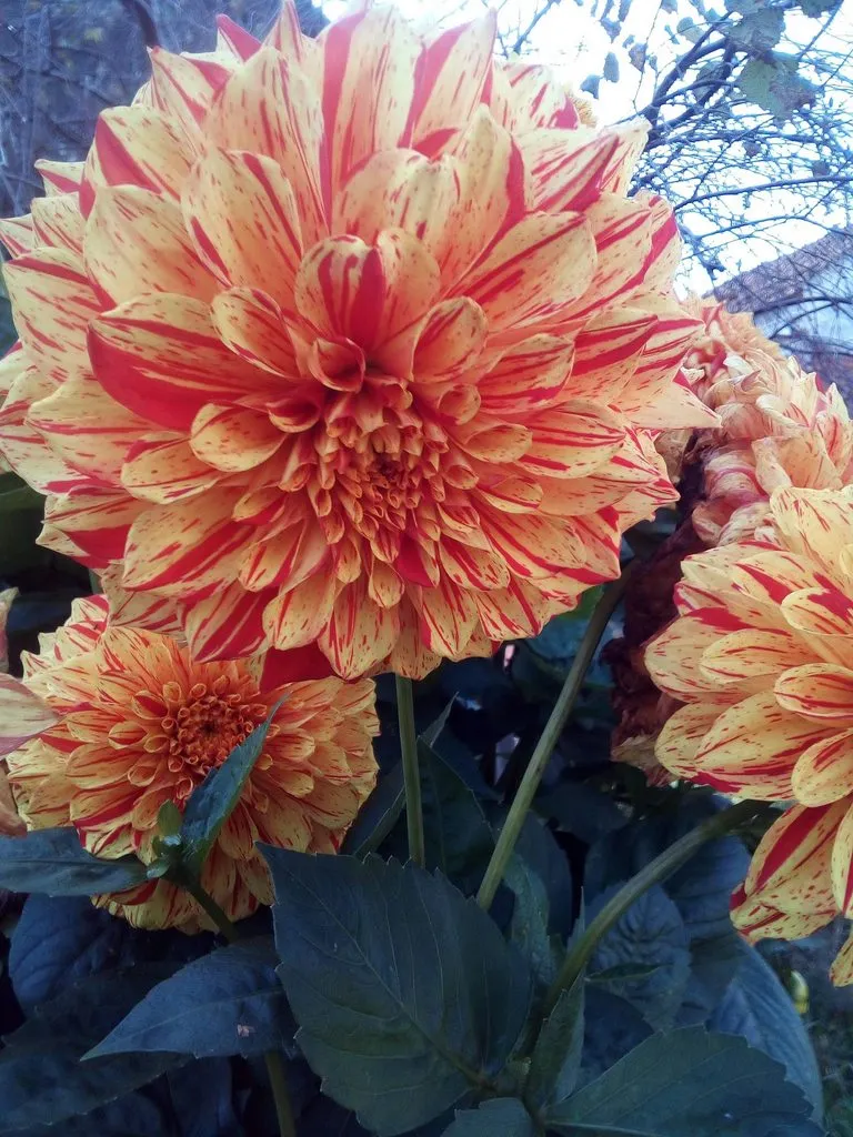 Флора