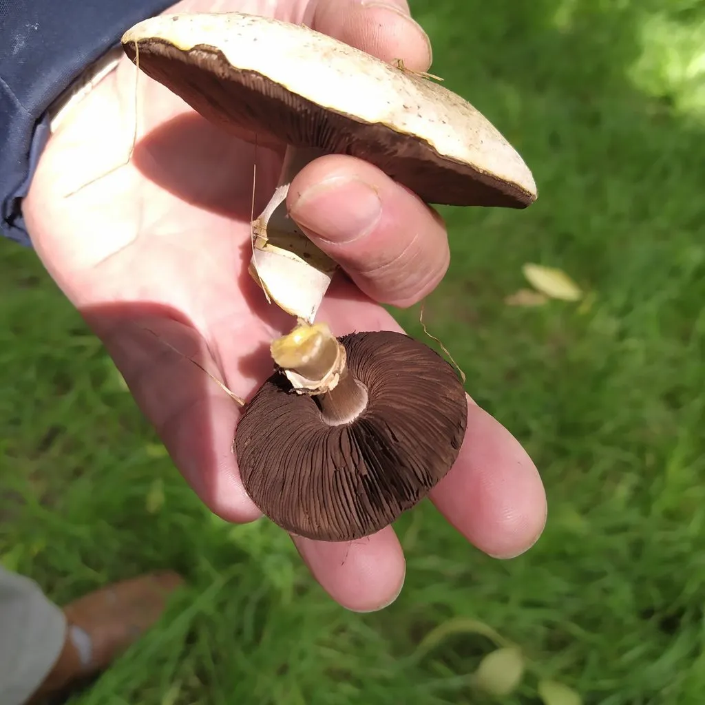 Чайная беседка