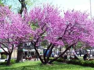 Чайная беседка