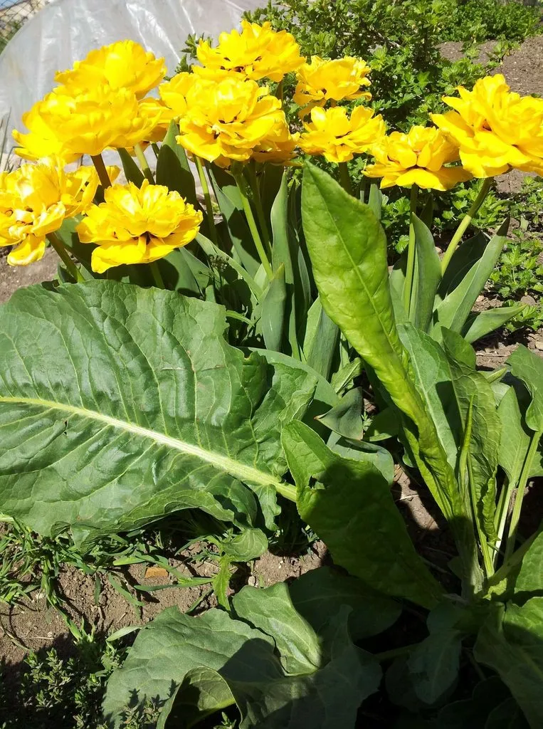 Чайная беседка