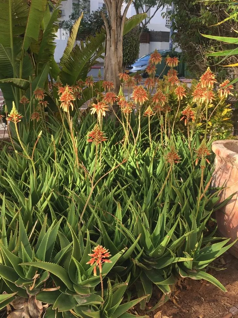 Чайная беседка