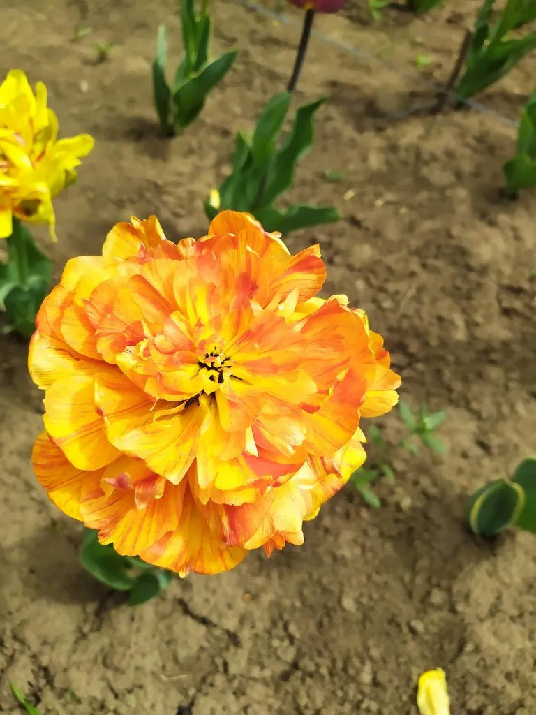 Чайная беседка