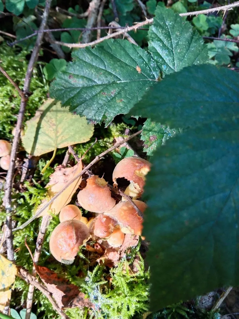 Чайная беседка